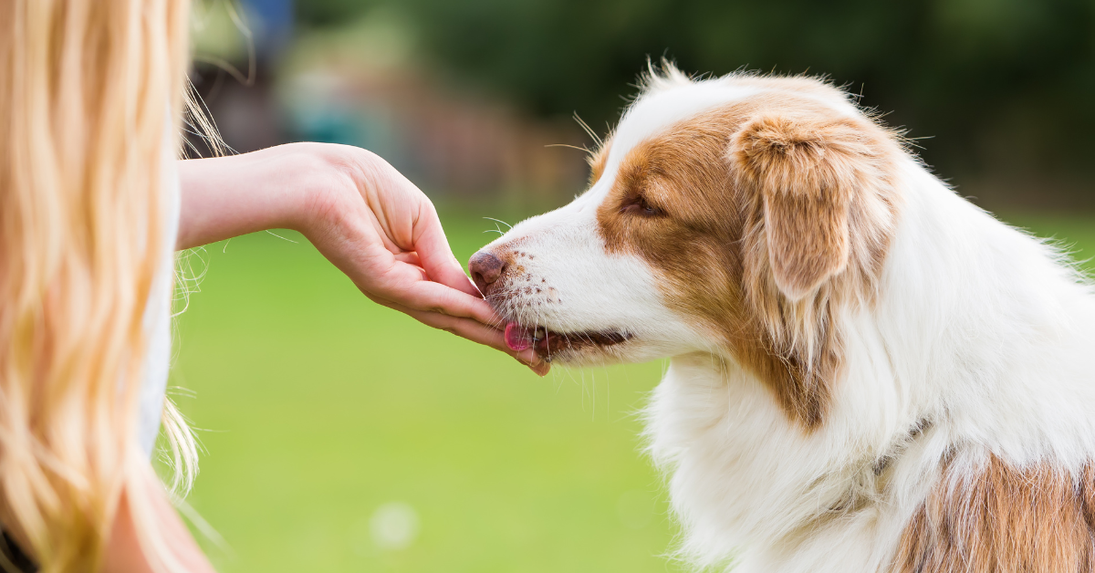 Close-up of a dog receiving a treat from a person’s hand, illustrating reward-based training and positive reinforcement.